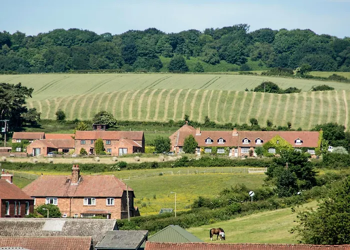 Lavender - E1495 Scalby (North Yorkshire)